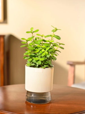 Jade Mini Plant