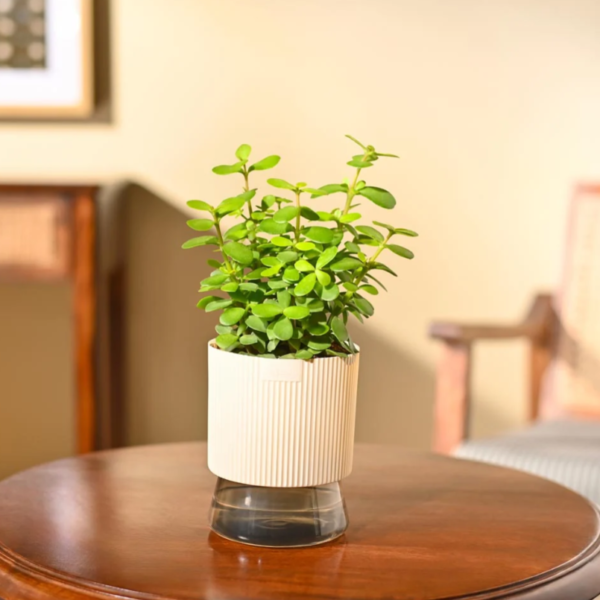 Screenshot 2026-08-24 220738 Jade Mini Plant