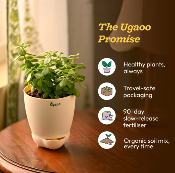 Screenshot 2026-08-24 220837 Jade Mini Plant
